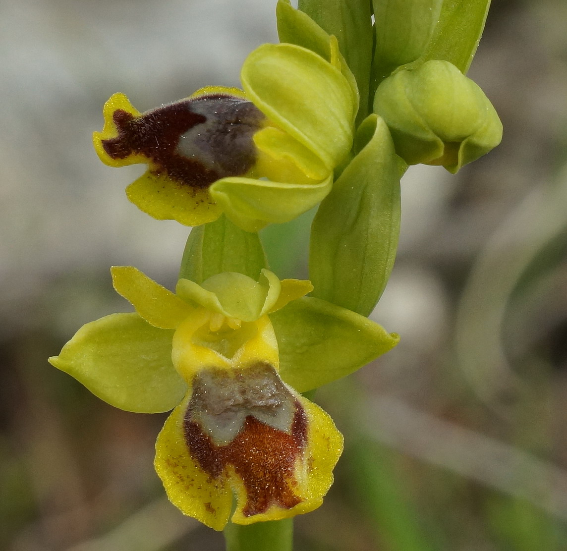 Ophrys sicula?